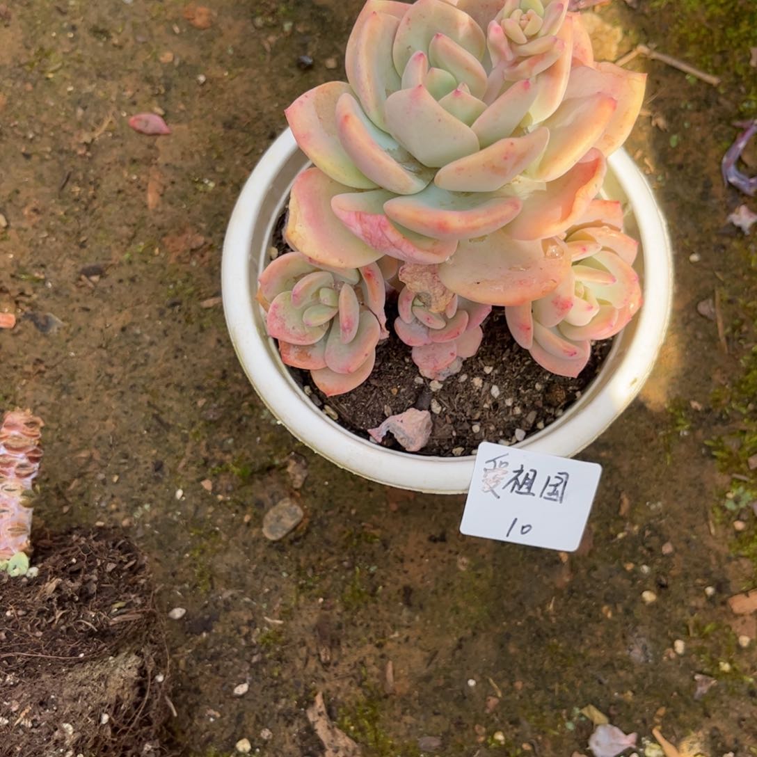 爱*国白月光多肉植物