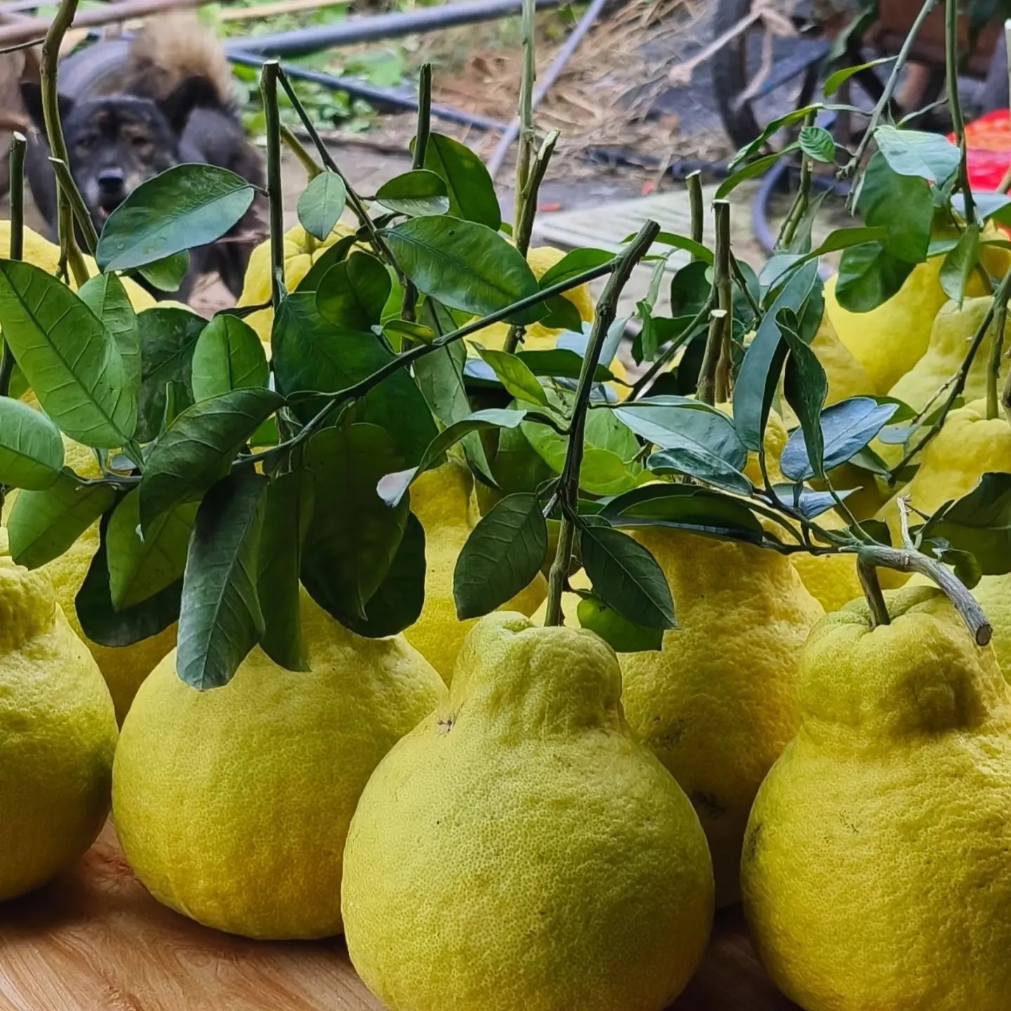 四川泸州特产合江真龙柚多汁新鲜当季玉露水果平潭发展柚子