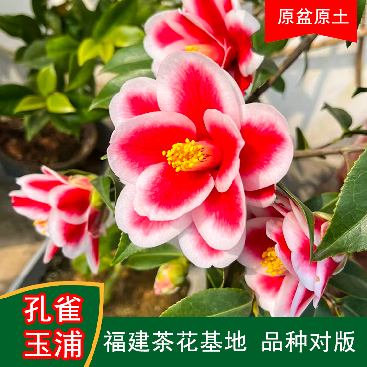 孔雀玉浦茶花盆栽树苗带花苞耐寒四季常青冬季开花基地直销包邮
