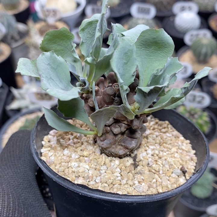 实生蛮鬼塔厚敦菊4号3.8cm