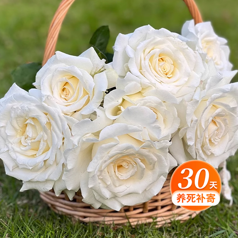 天狼月季 保罗二世  玫瑰多季节丰花灌木盆栽苗阳台易养