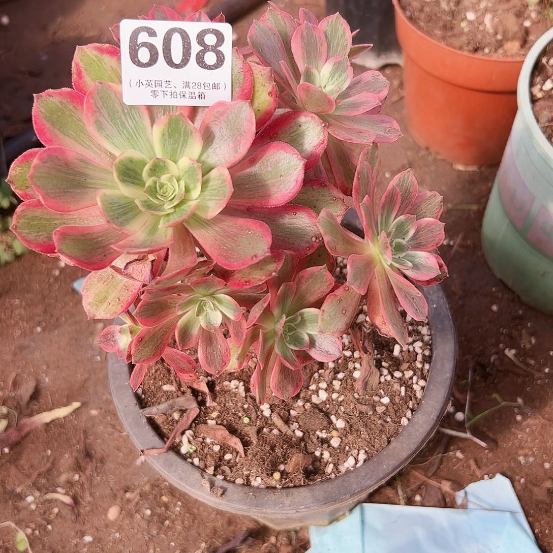 多肉植物多肉植物608