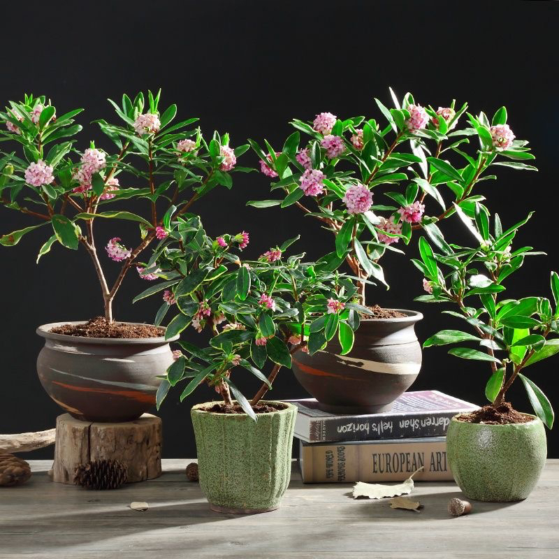 金边瑞香盆栽浓香型带花苞室内老桩客厅观花植物耐寒四季年宵花卉