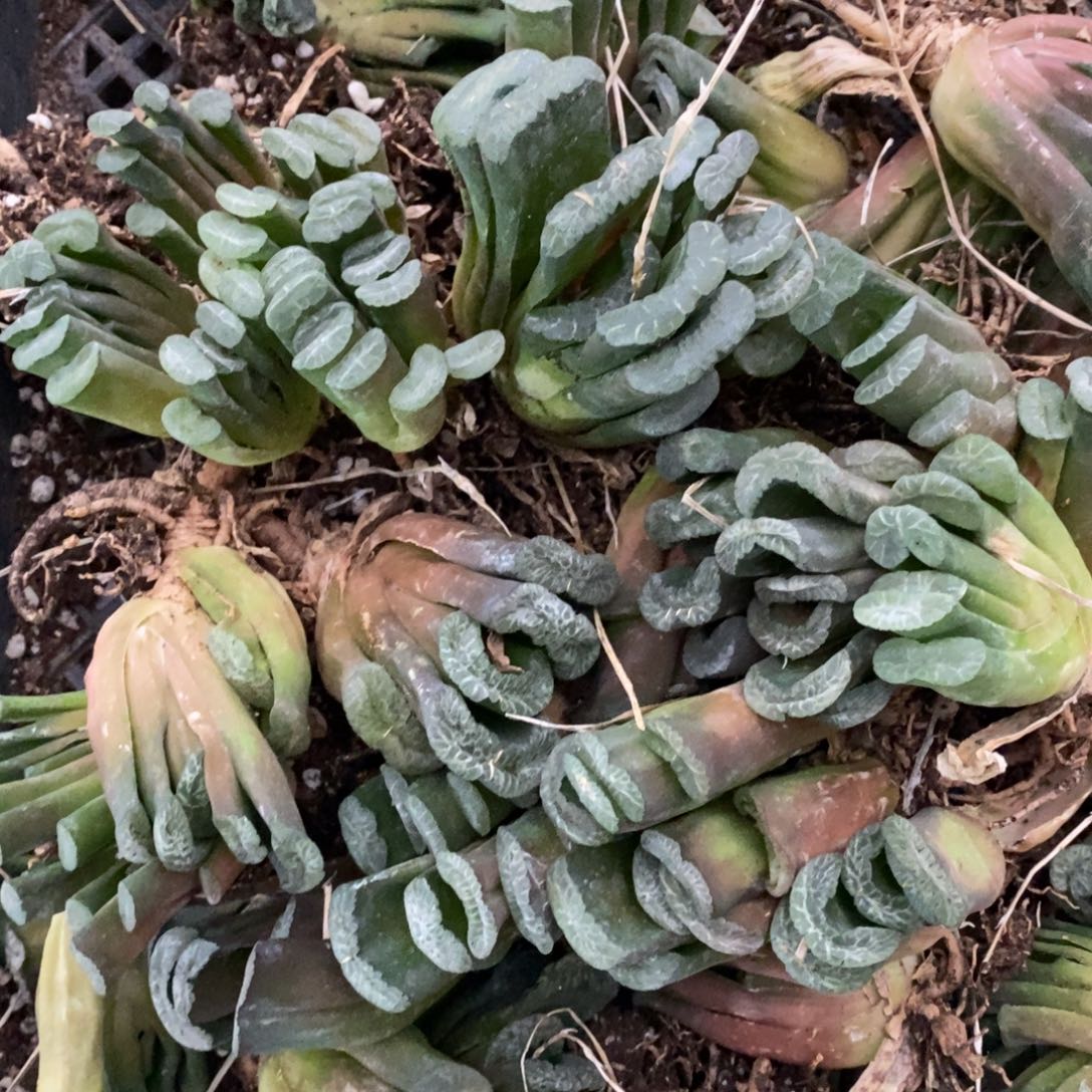 1217 一颗实生玉扇  纹路好 双12福利