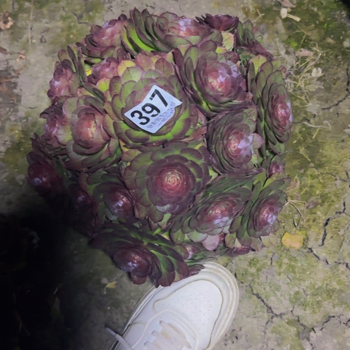 万圣节花29-35包邮花花
