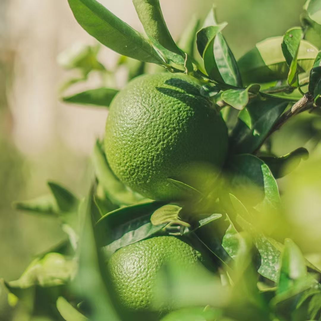 绯红臻选  莱姆精油 柑橘属果实类精油