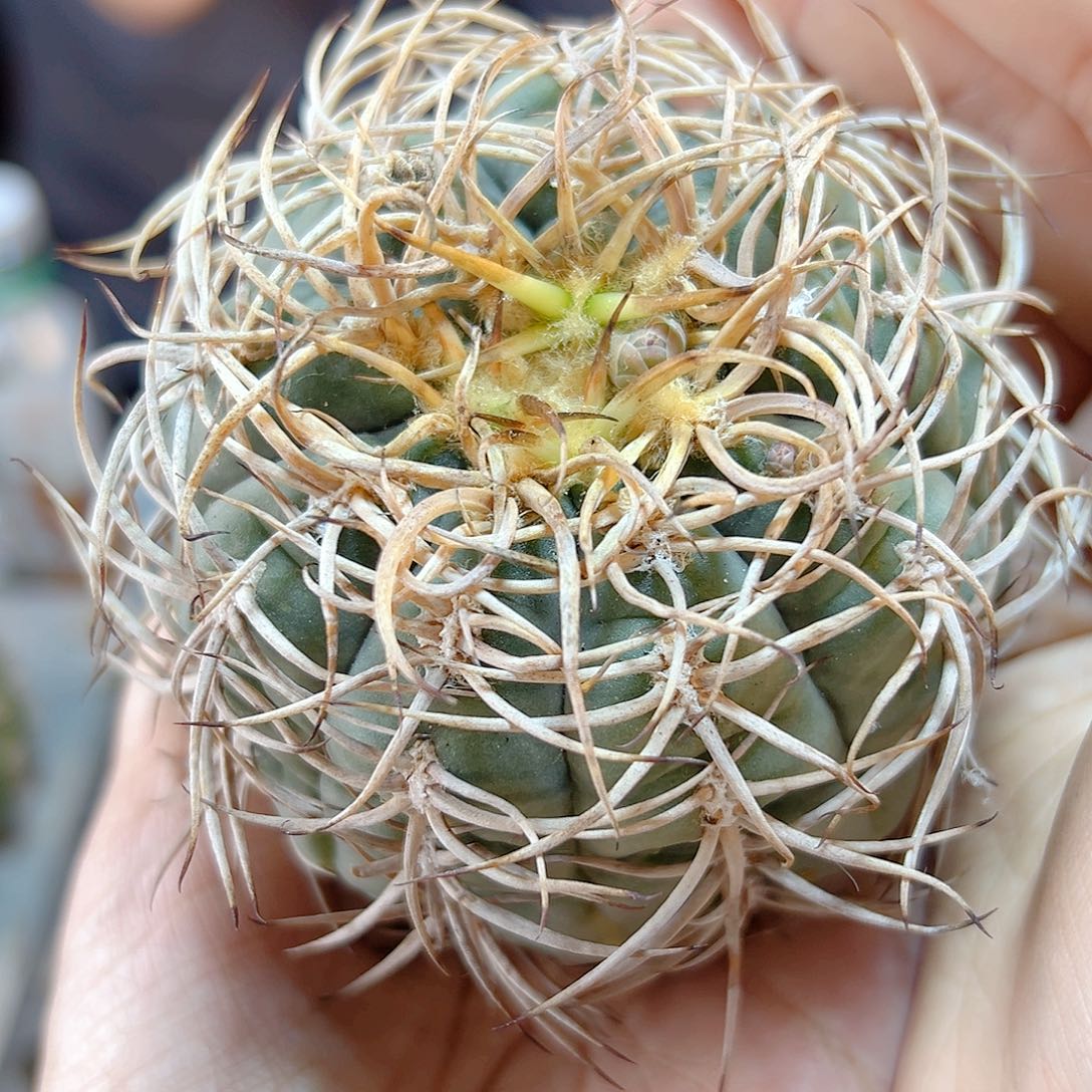 自根光淋玉含刺7公分1颗
