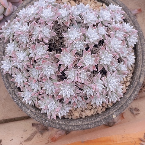 一物一拍白菊大群