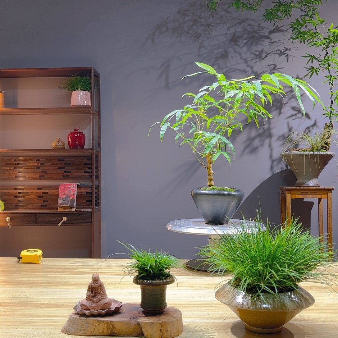 用***8无花朵老桩精品竹盆景作品