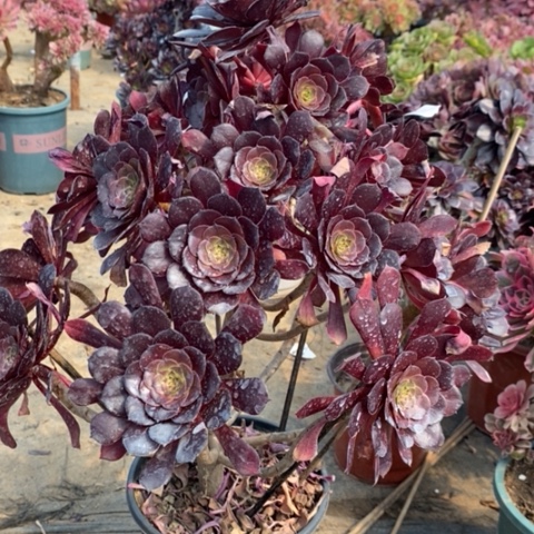 红桐多肉植物008