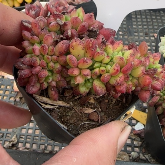 209 一物一拍多肉