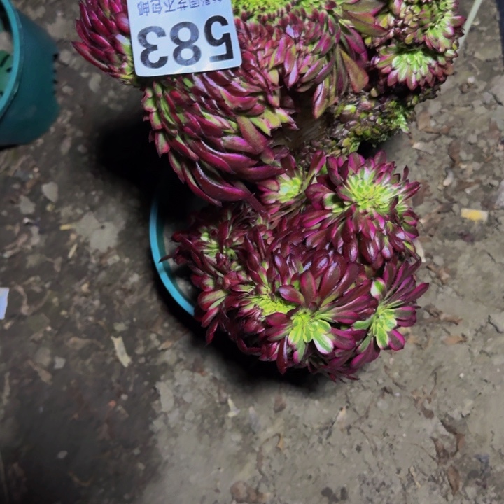 荷*田雪姬花29-11包邮花花