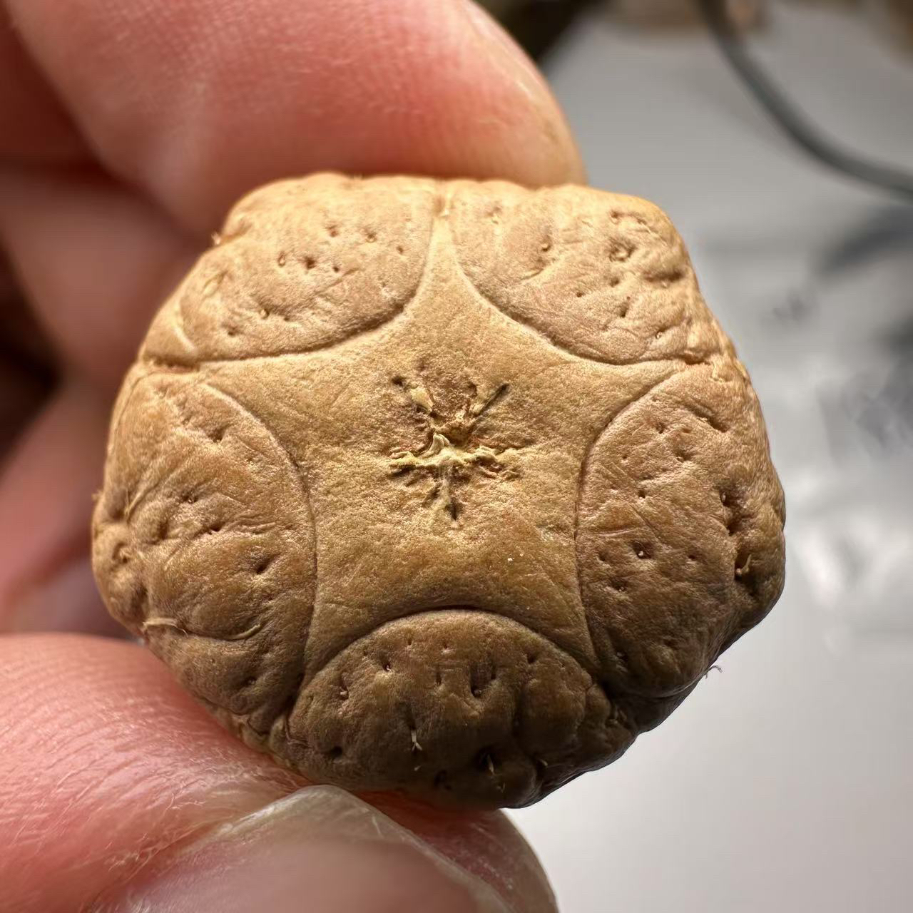  尼泊尔五星菩提，尺寸21，sss系列，货号24