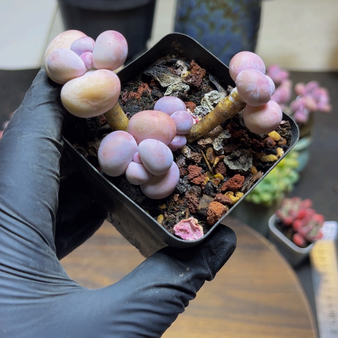 963橙奶7厘米多肉