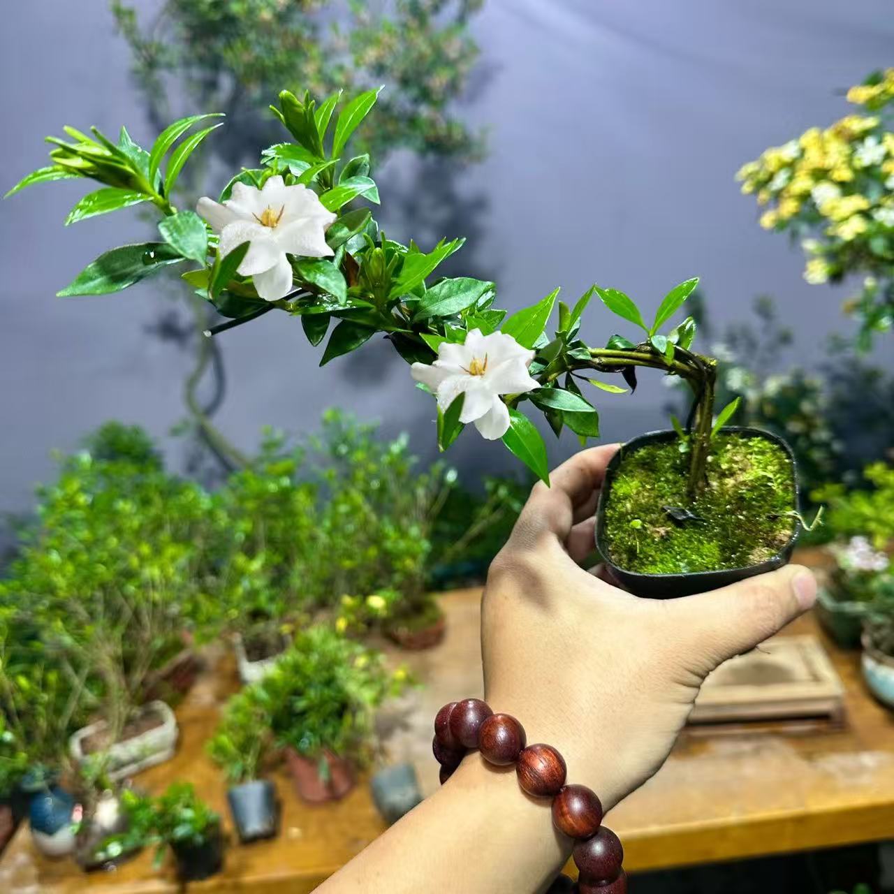 水栀子花 水横子 可水培 可 土培 可以 鱼缸 造景