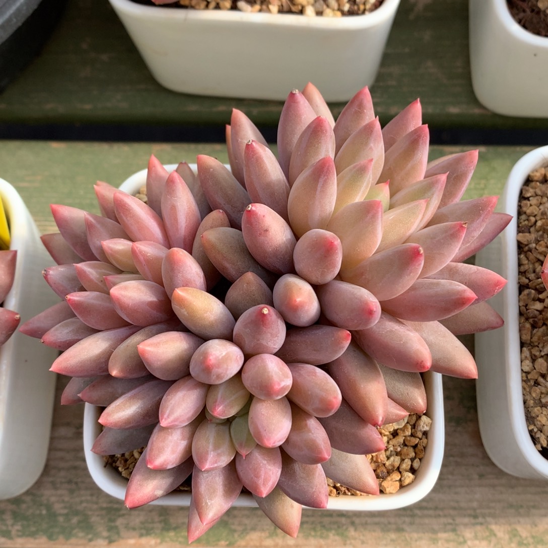 我们家的小姐姐们