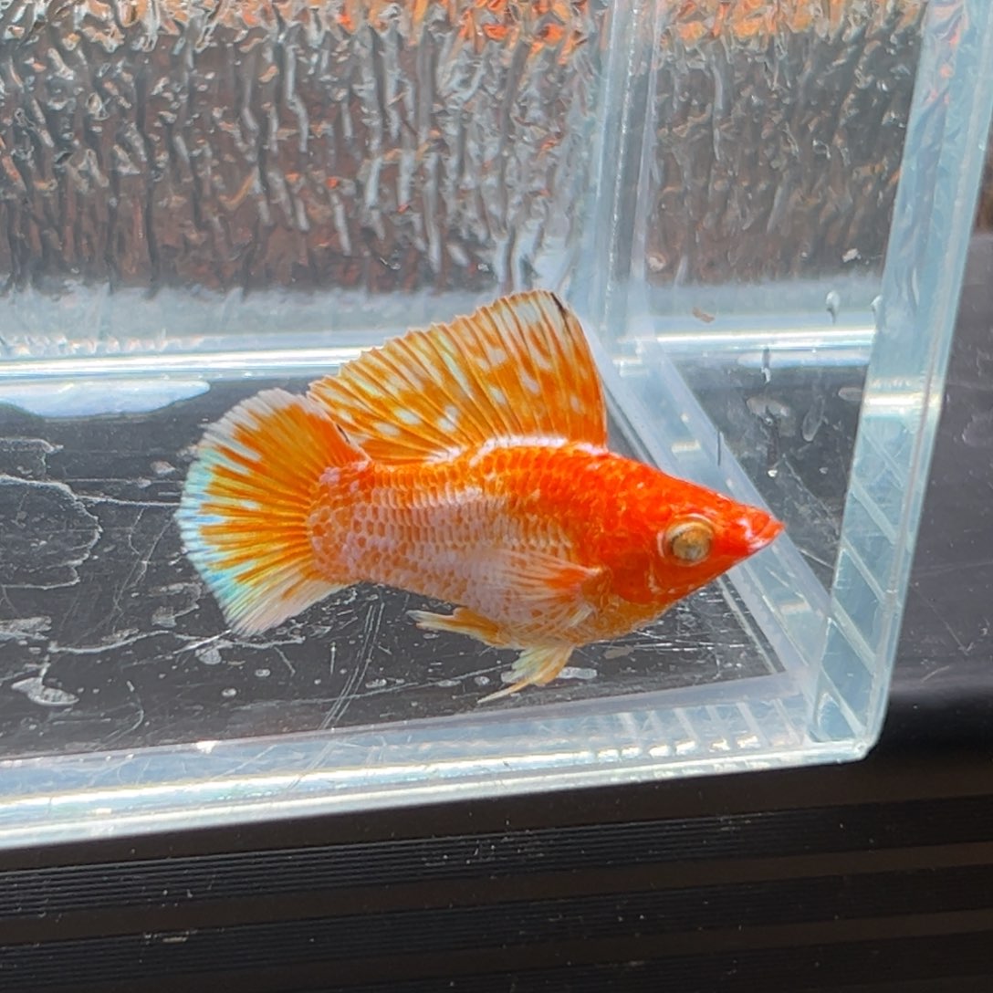 孔雀鱼玛丽鱼一条黄金公