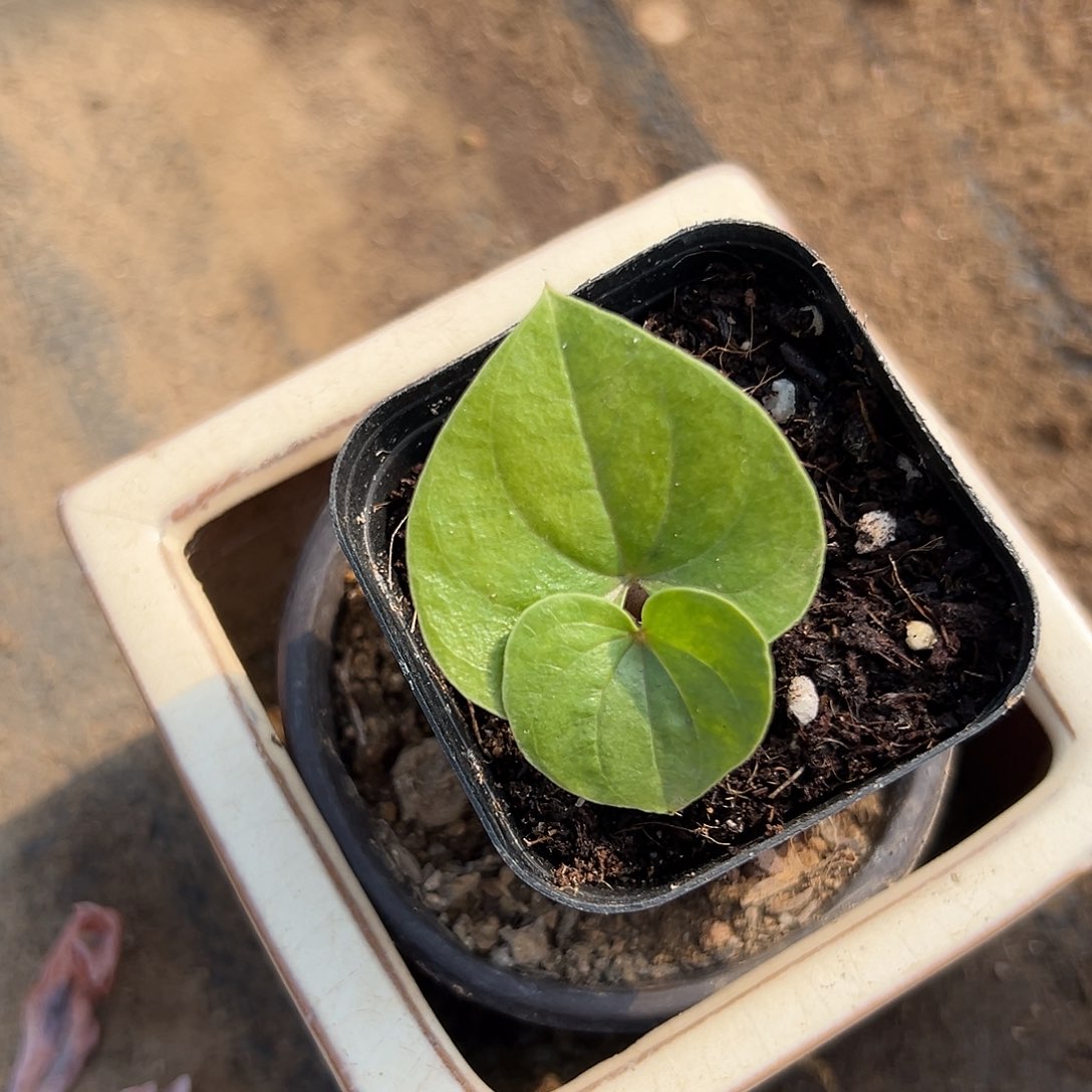 多肉植物龟甲龙肉