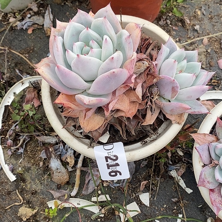 是***呀216祖母绿多肉植物