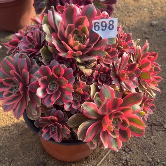 698女妖多肉植物花花