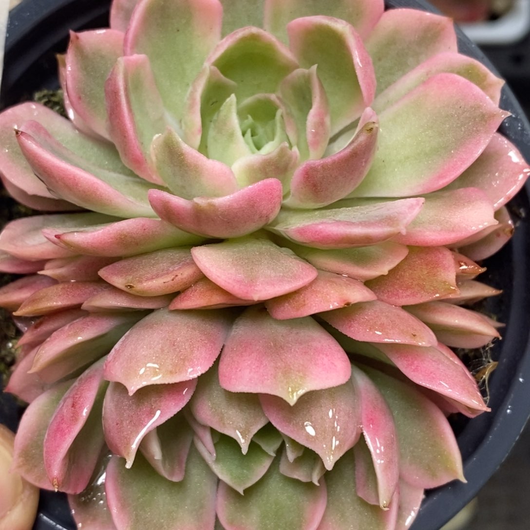 364沙漠玫瑰锦双头