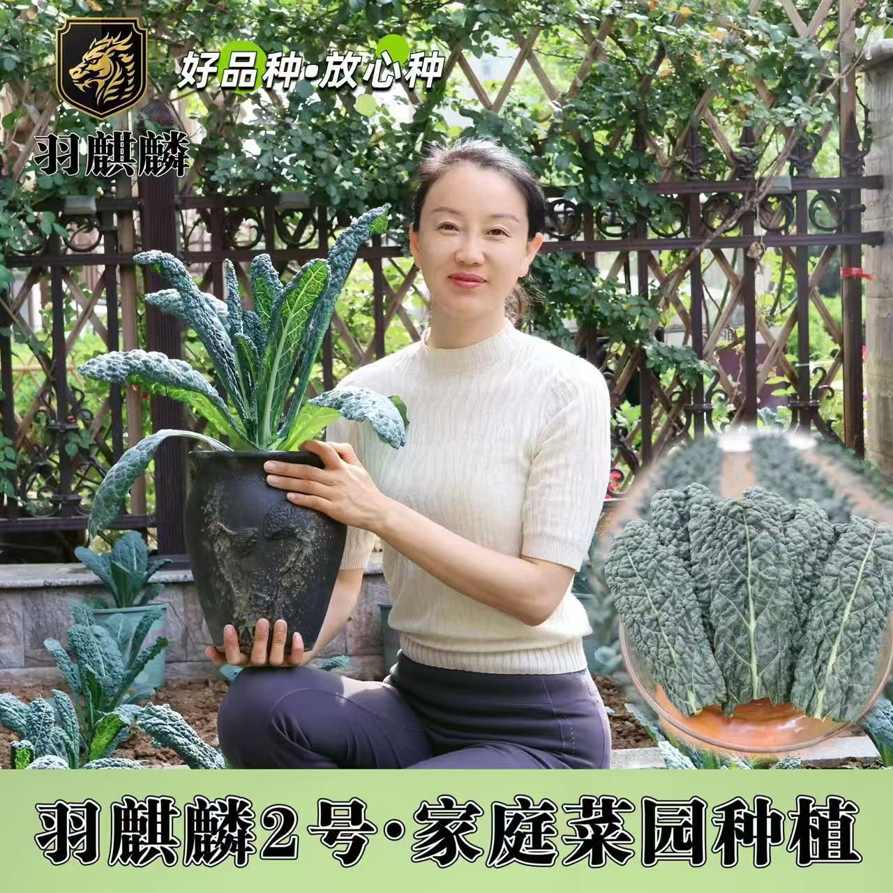【家庭菜园版】进口羽麒麟皱叶菜苗家庭版 阳台小院盆栽地栽