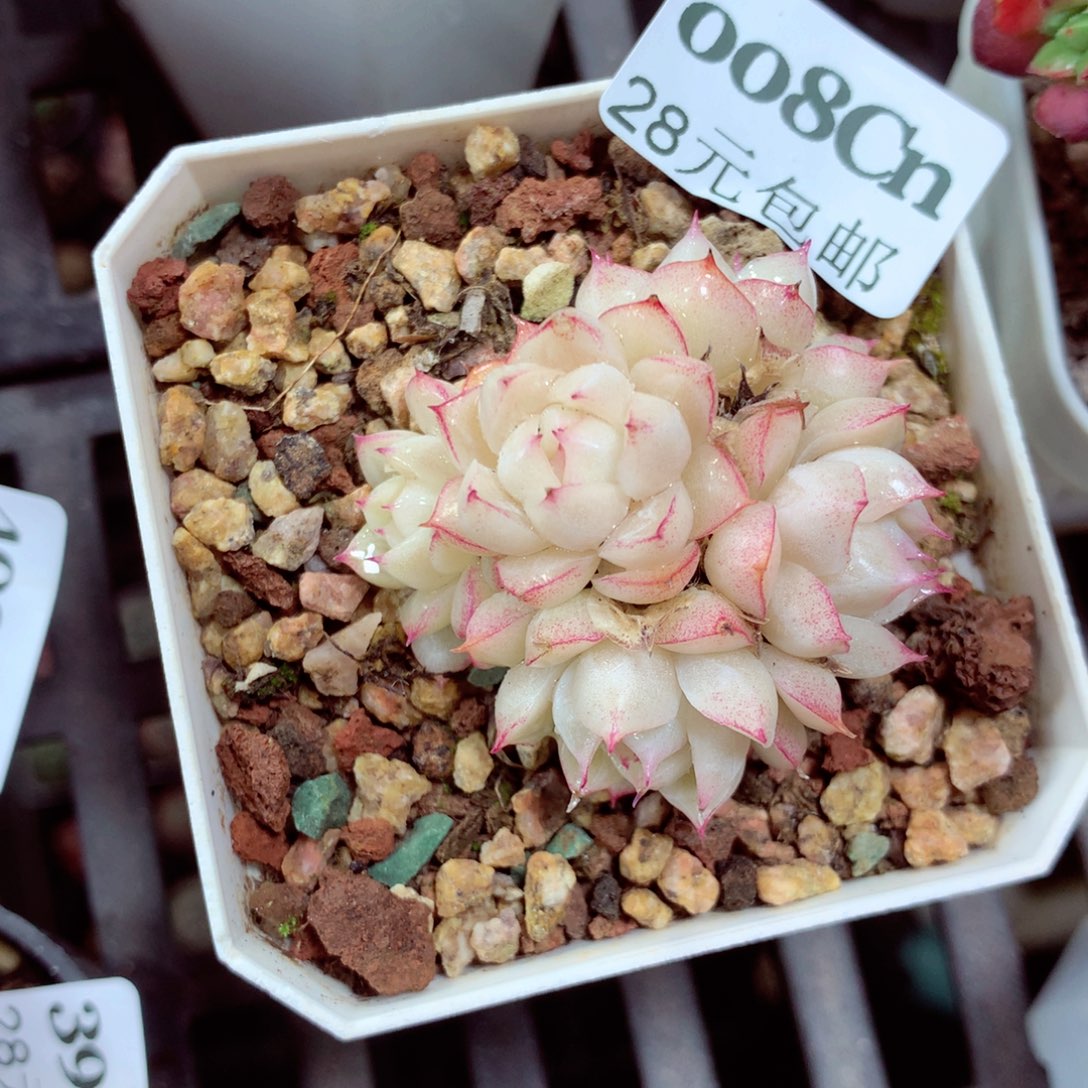 5厘米盆精控多肉0008