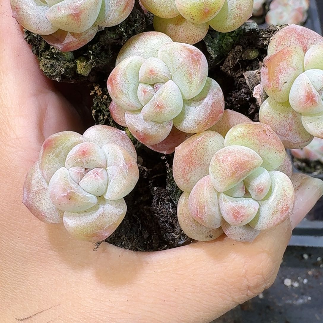 36号到手8颗，圆胖冰玉