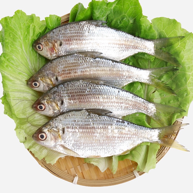 新鲜 海鲫鱼 约1.8-2斤一份