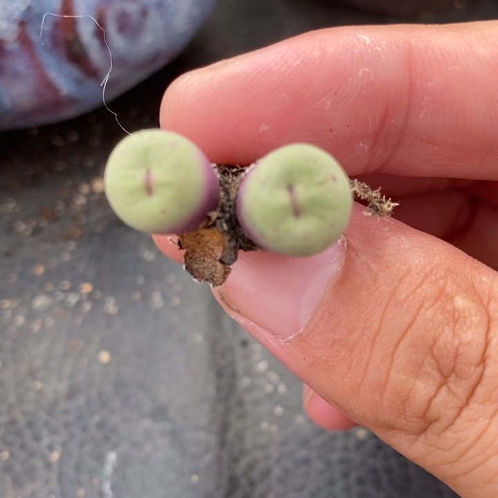 1172小红嘴一颗一颗