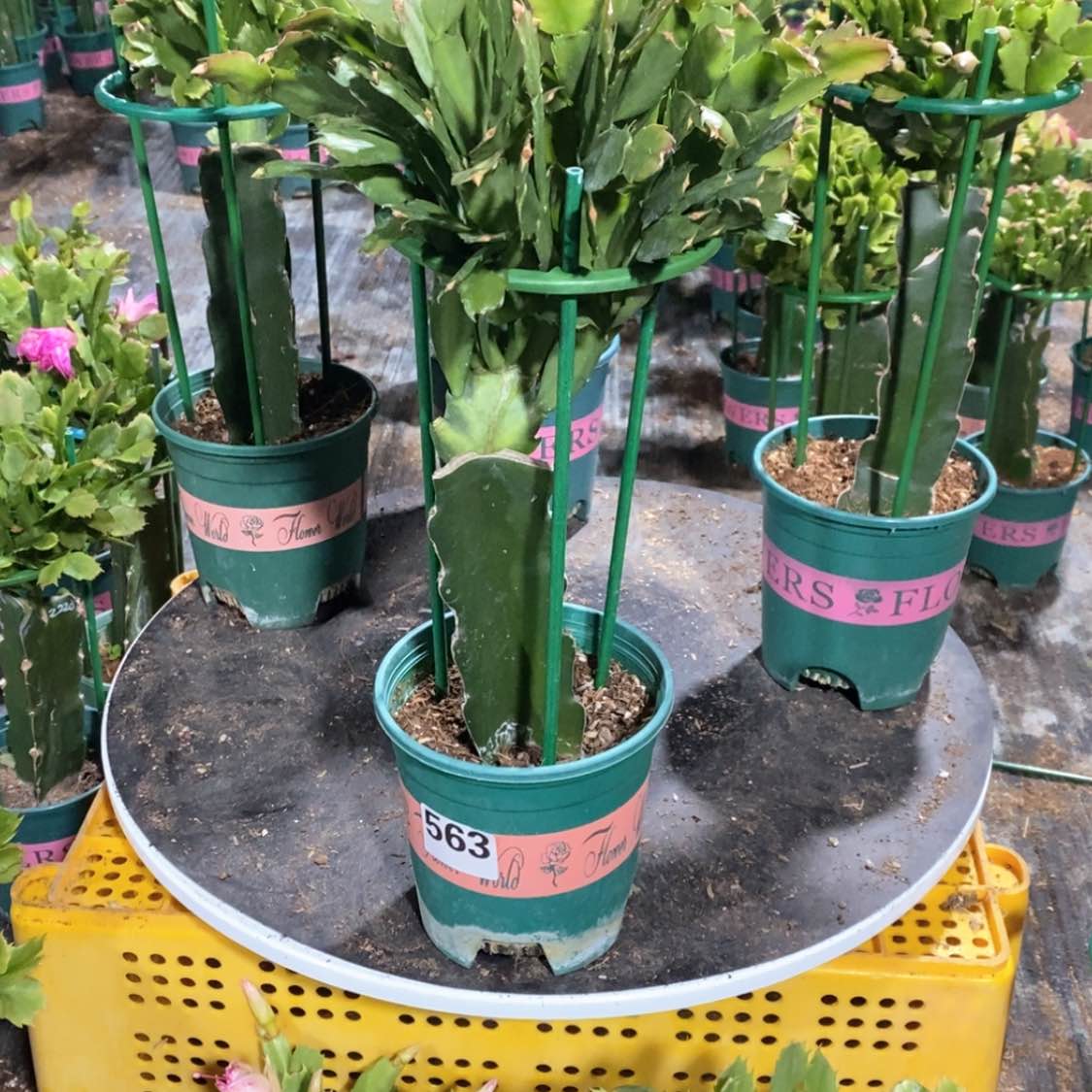 【闪购商品】完全开放～****～563嫁接057