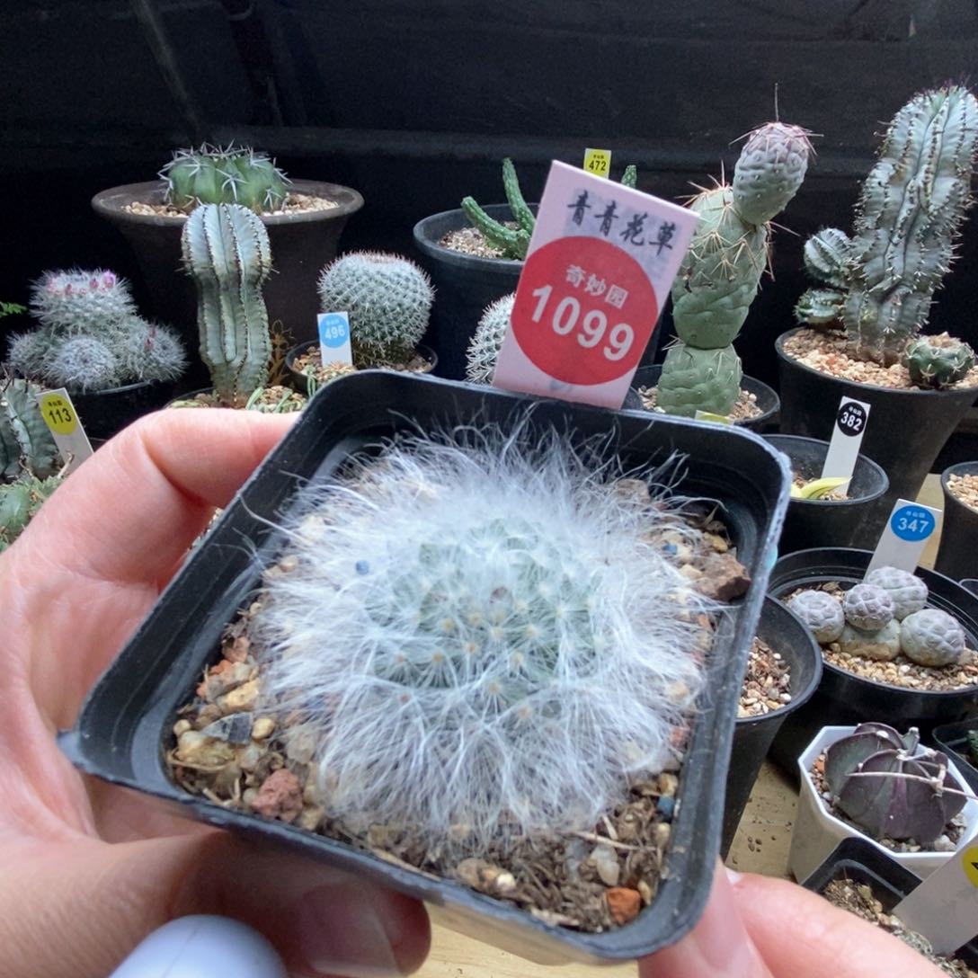 实生淡雪丸3.6cm一棵仙人球