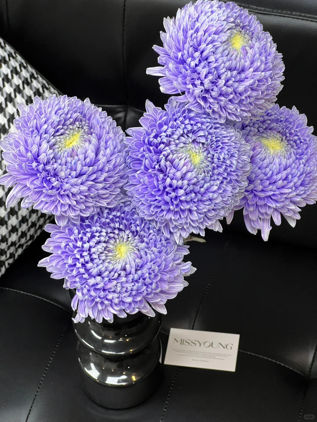 梦幻紫牡丹菊---请接受会有轻微色差（实物直播间展示为准）