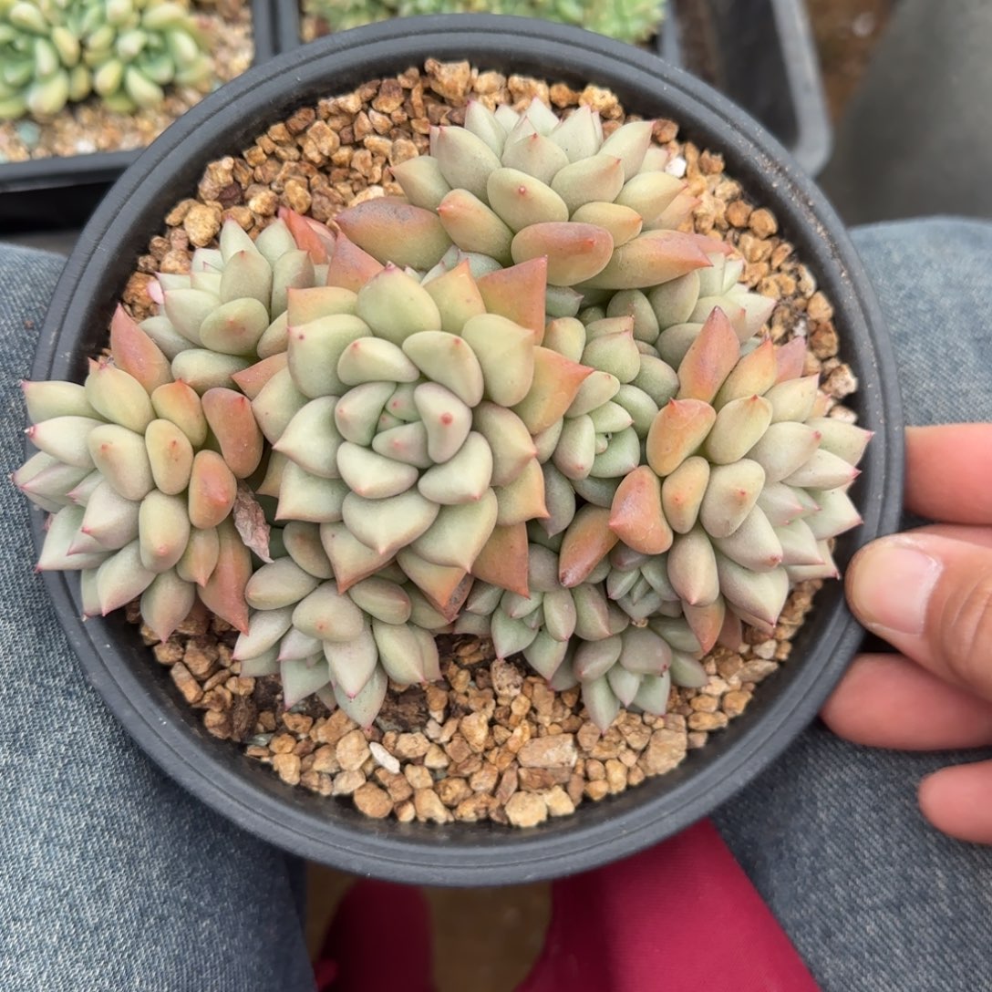 象牙群生五十包邮