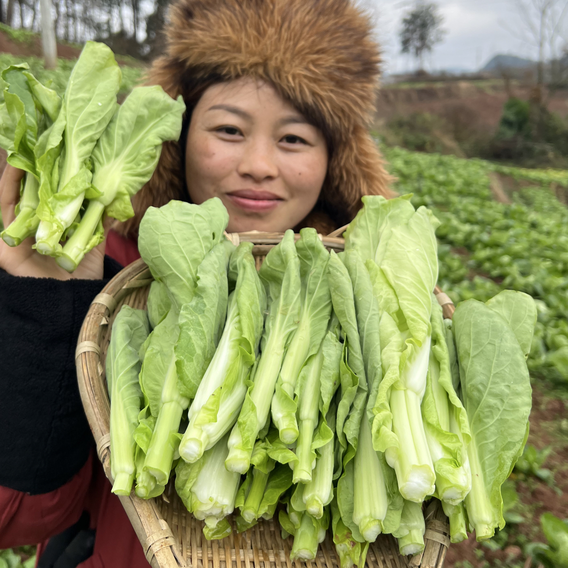 贵州高山农家露天种植白菜苔菜心本地时令蔬菜现摘现发