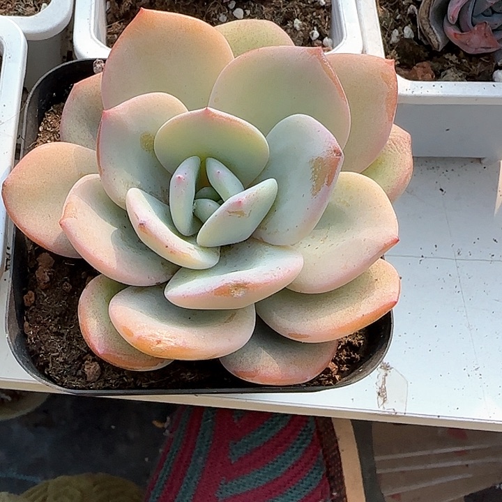 花**开青蛙王子儿童牙膏111