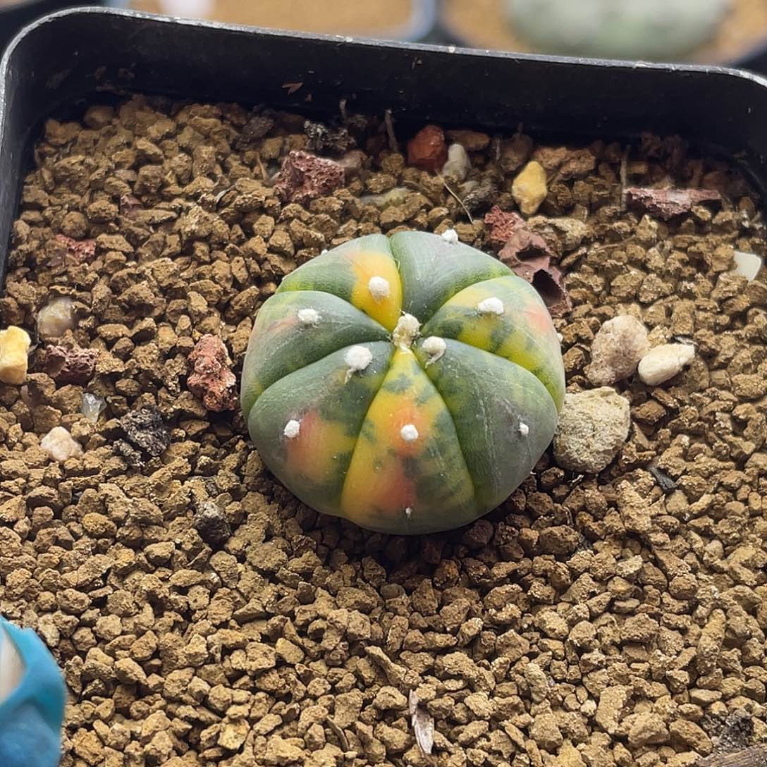 晚****实生彩虹散斑兜锦专拍