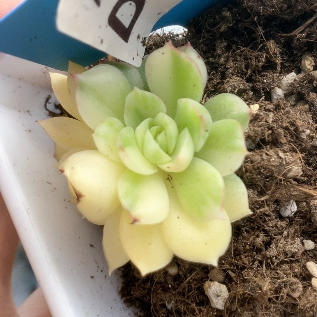 111不知名杂锦锦锦锦锦