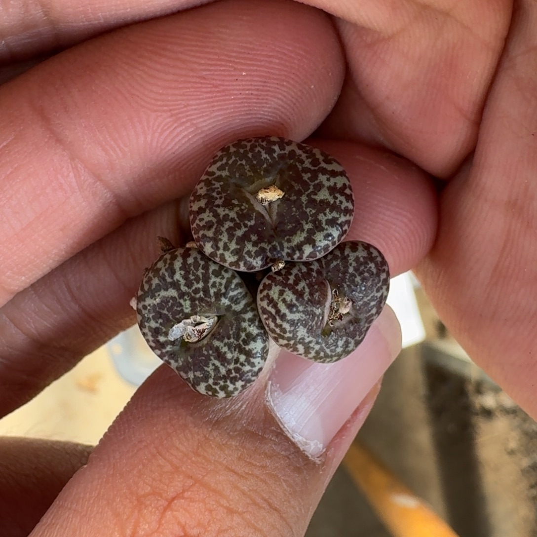 煎***啦云缦精品番杏6.19