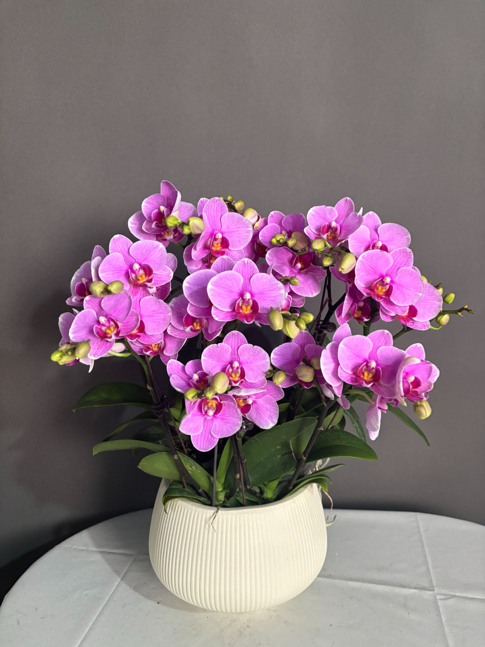 【十里桃花】蝴蝶兰盆栽花卉观花植物室内四季开花优质耐旱陶瓷盆