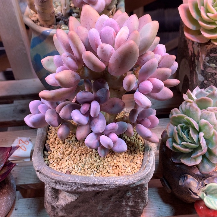 蛋黄奶多肉植物xfgcvhhb