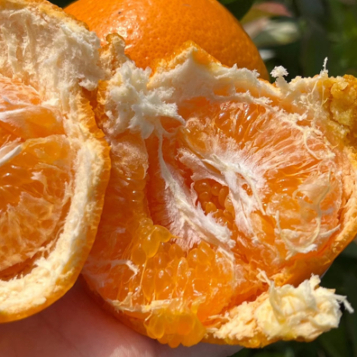 纯甜耙耙柑 无籽好剥皮 一份2.3斤左右山东