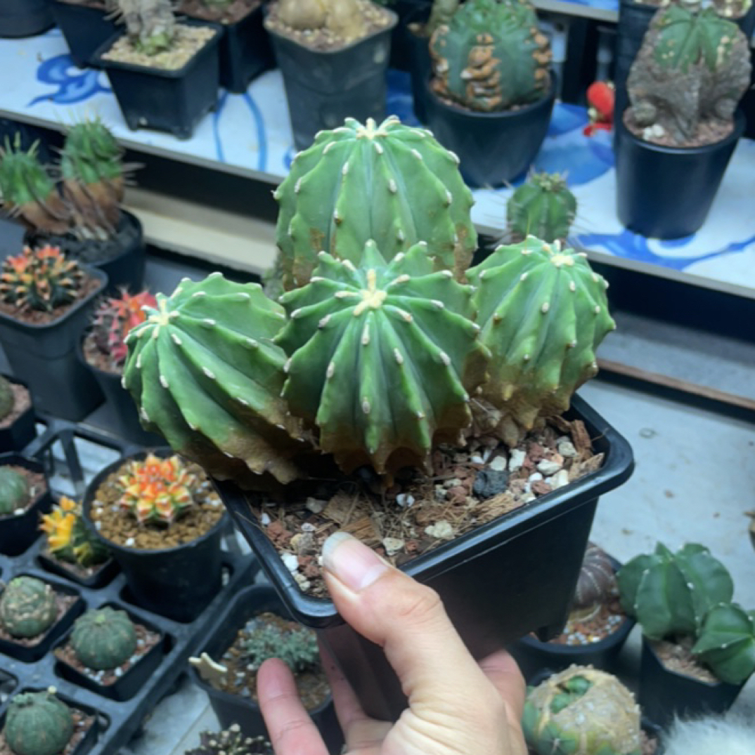 无刺王冠龙一图一物