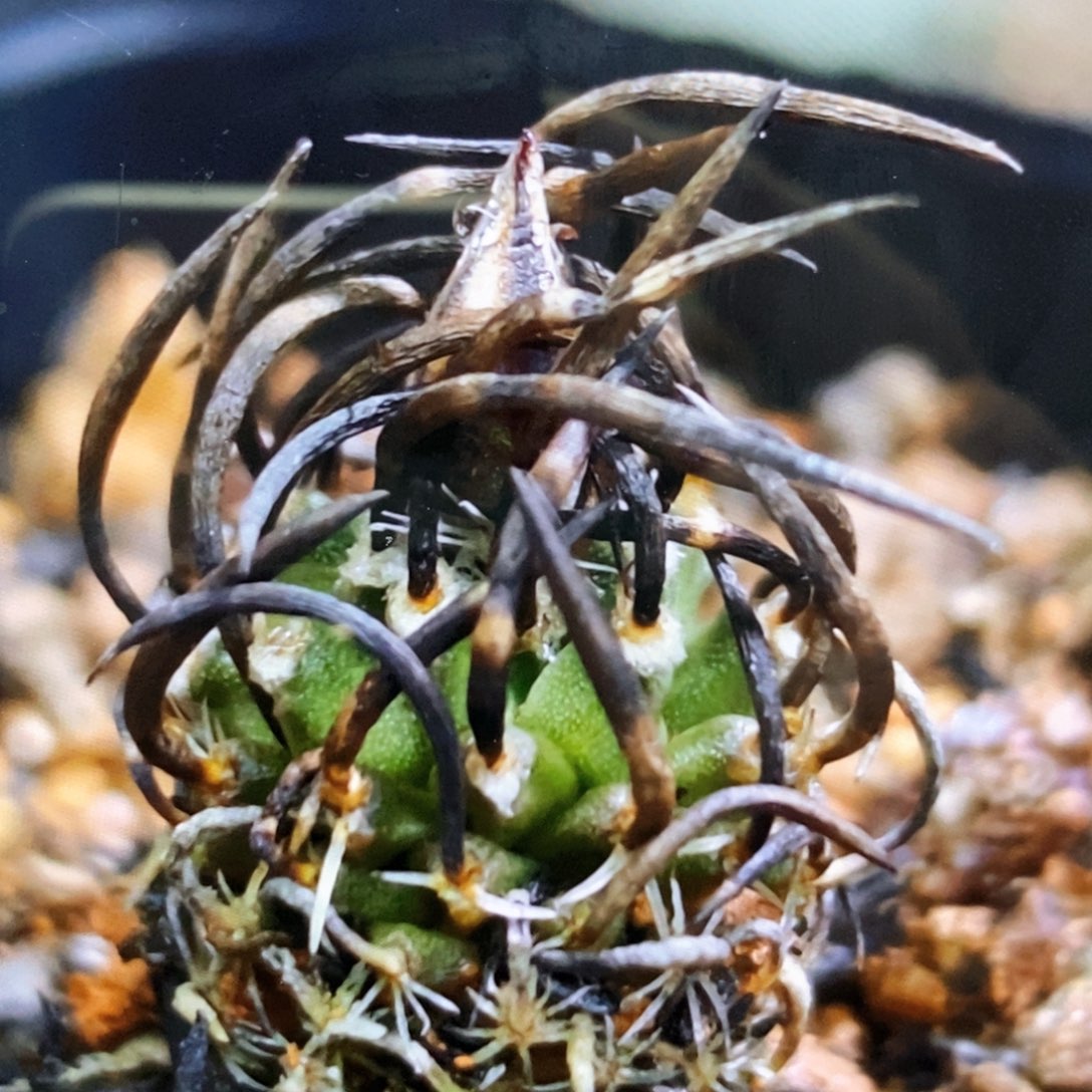 孤品实生炭刺升龙丸娇丽福利1.4cm