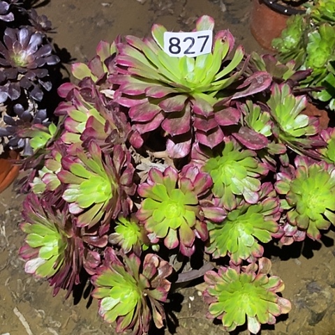 多肉植物法师827祝融