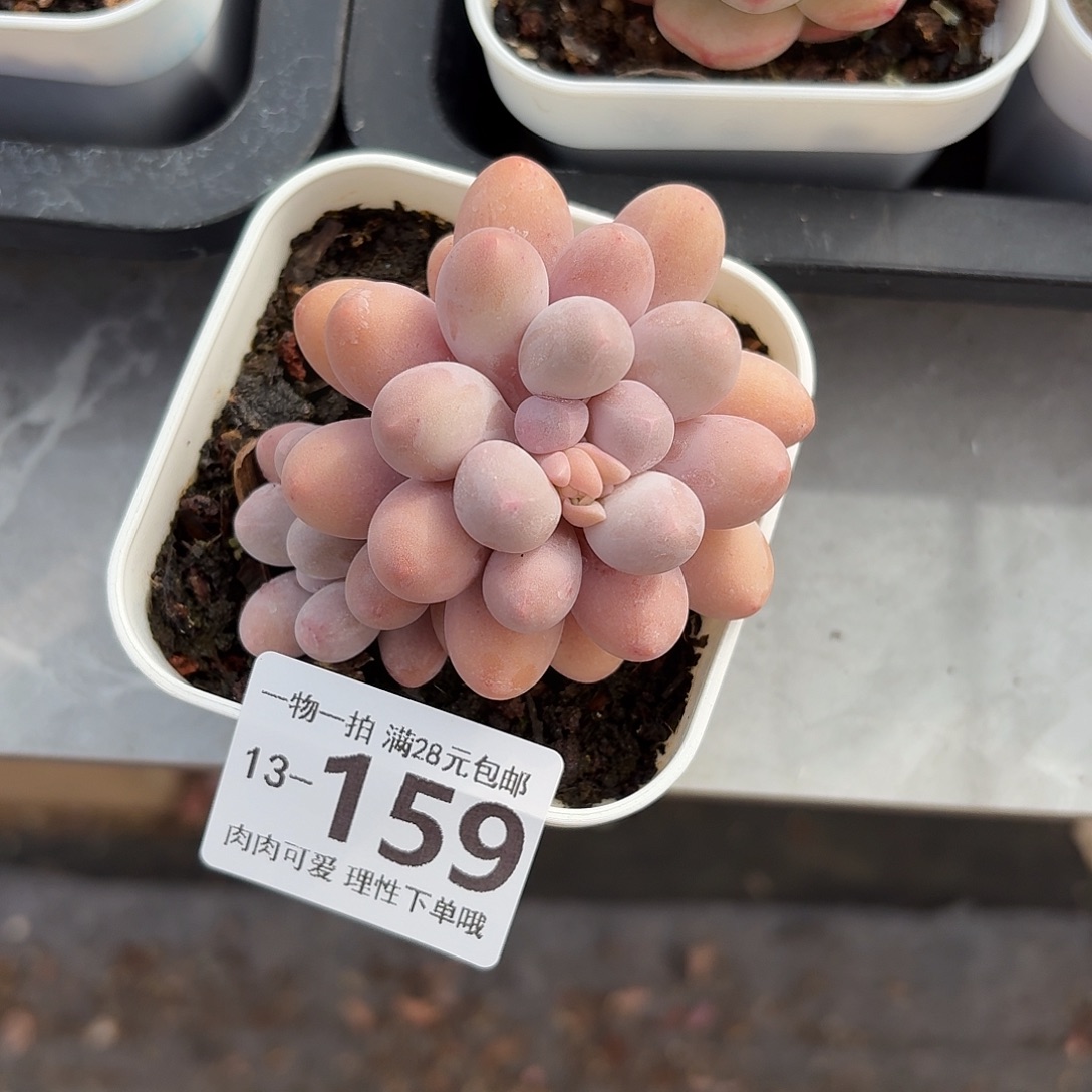 汤圆无盆土发货无盆土发货无