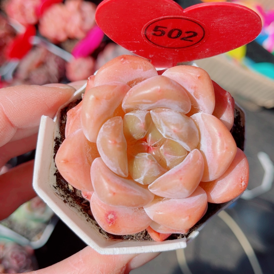 502号小老桩糖心单头