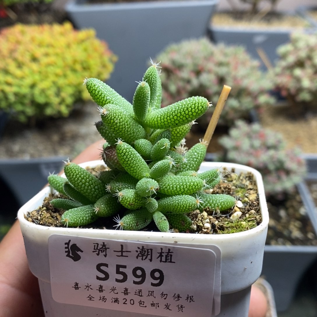 599实生玉米枝干