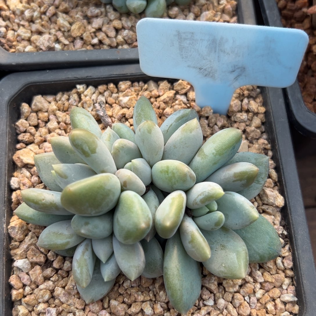 哥特11111111111111111