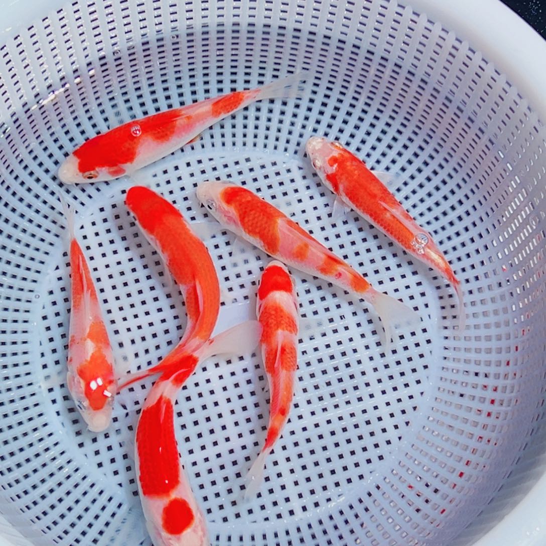 锦鲤锦鲤观赏鱼1111